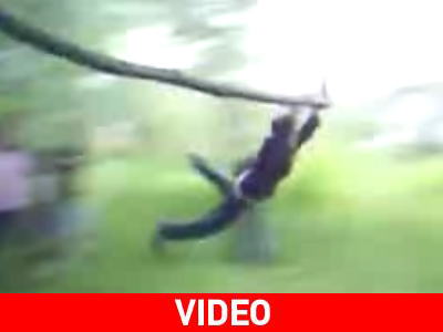 Ένα δέντρο καταπέλτης… ανθρώπων Ένα δέντρο καταπέλτης… ανθρώπων