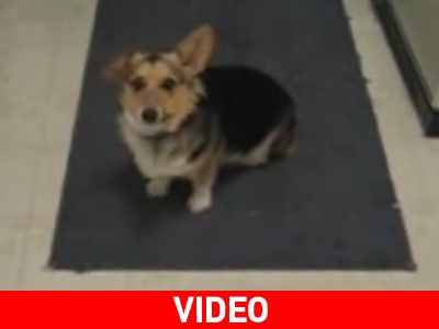 Το σκυλάκι που χαίρεται όταν του μιλάνε με αγγλική προφορά