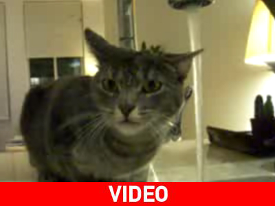 «Γατίσιος» τρόπος να πιεις νερό…