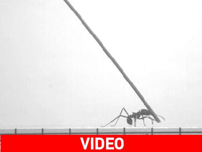 Πώς ισορροπούν τα μυρμήγκια