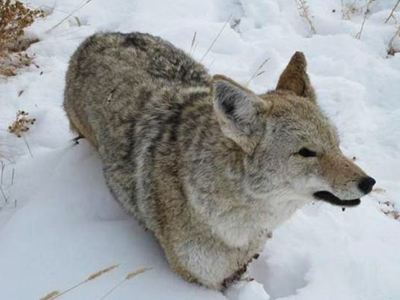 Κογιότ πάγωσε ζωντανό στον δρόμο