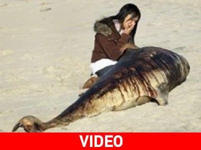 Κηδεία για ένα δελφίνι