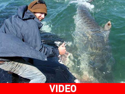 Ο γητευτής… του καρχαρία