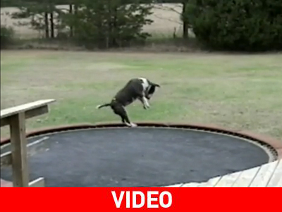 Ο σκύλος… σάλταρε