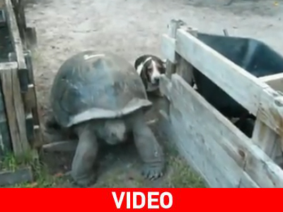 Αυτή η αυλή δεν μας χωράει και τους δύο…