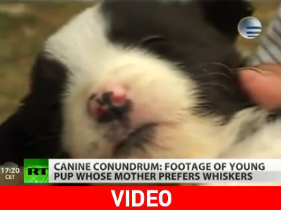 Σκύλος με πέταλα