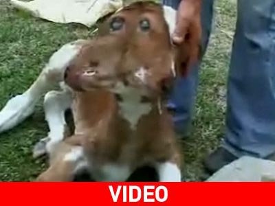 Απίστευτο: Γεννήθηκε μοσχαράκι με δύο κεφάλια