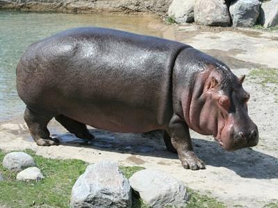 Ζωολογικός κήπος στο… πιάτο