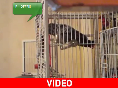 Ο… αθυρόστομος παπαγάλος