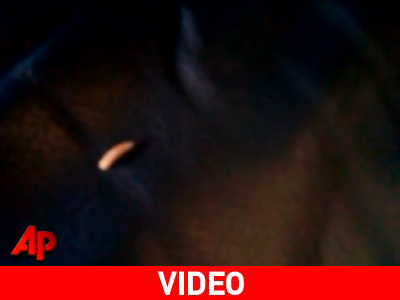 Σκουλήκια σε αεροπλάνο προκάλεσαν την προσγείωσή του