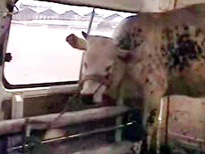 Γιατρός μετέφερε αγελάδα με το ασθενοφόρο