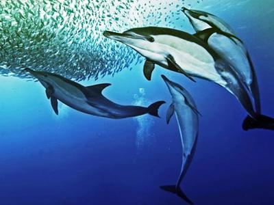 Δελφίνια και φάλαινες: Ισοτιμία με τους ανθρώπους;