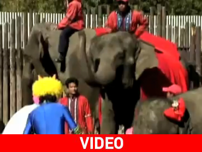 Γιατί ένας ελέφαντας να πετάει φασόλια; Γιατί ένας ελέφαντας να πετάει φασόλια;