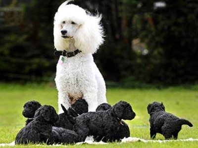 Η μαμά λευκή, τα κουτάβια… ολόμαυρα