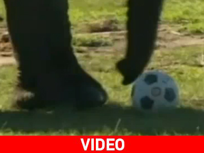 Κάντο όπως… οι ελέφαντες