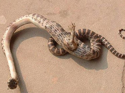 Ένα φίδι με… πόδια