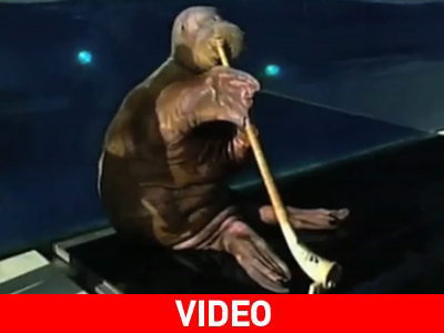 Το soundtrack του ζωικού βασιλείου