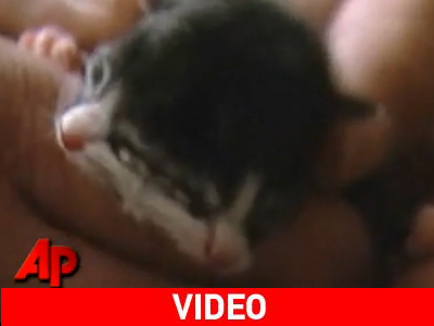 Γεννήθηκε γατάκι με δύο μουσούδες