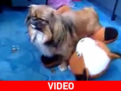 Τάνι – τάνι μέχρι να πετάνει