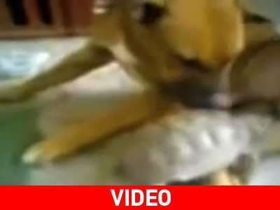 Σκυλίσιο… άουτς!