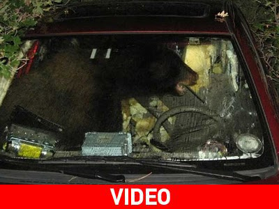 Ο μπαμπάς αρκούδος έφυγε από το σπίτι…