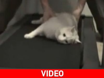 Μια γάτα κάνει πάντα αυτό που θέλει… Μια γάτα κάνει πάντα αυτό που θέλει…