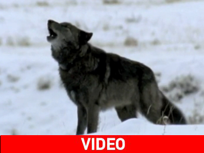 Όταν οι λύκοι τραγουδούν…