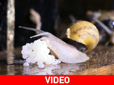 Χαβιάρι σαλιγκαριού: Το νέο έδεσμα στη Γαλλία Χαβιάρι σαλιγκαριού: Το νέο έδεσμα στη Γαλλία