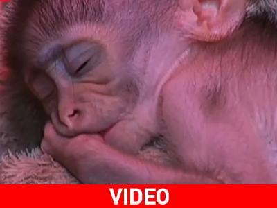 Μαϊμού νομίζει ότι ένα λούτρινο αρκουδάκι είναι η μητέρα της