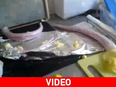 Ψάρια… ζόμπι