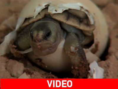 Οι πρώτες στιγμές μιας σπάνιας χελώνας