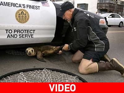 Θαλάσσιο λιοντάρι κάτω από… περιπολικό