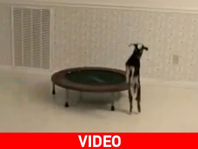 Κατσίκα κάνει τραμπολίνο