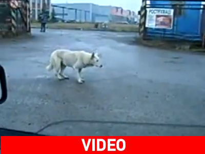 Ο σκύλος που… χορεύει στους ρυθμούς της techno μουσικής