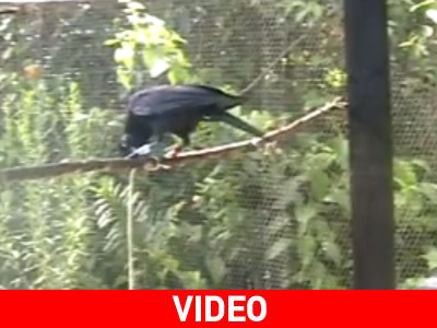 Ένα κοράκι που είναι εξυπνότερο από πολλούς ανθρώπους…