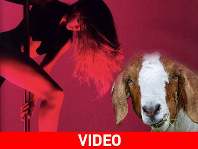 Κατσίκα σε στριπτιζάδικο