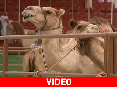 Καλλιστεία για καμήλες