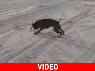 Όταν ο σκύλος σας δεν σας ακούει τότε μάλλον σας έχει… Όταν ο σκύλος σας δεν σας ακούει τότε μάλλον σας έχει…