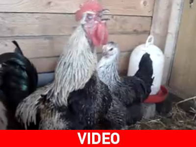 Κόκορα… έχεις ταλέντο!