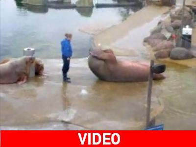 Ρόκι 639: Μάχη με τον θαλάσσιο λέοντα