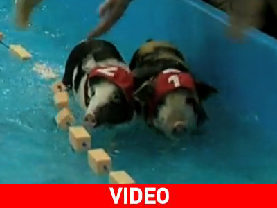 Η Ολυμπιάδα των… γουρουνιών