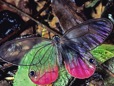 Τα φτερά της πεταλούδας