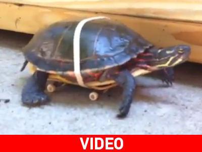 Να πώς κέρδισε η χελώνα τον λαγό