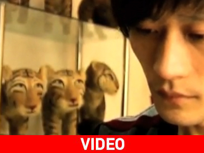 Η χρονιά της τίγρης… από μαλλιά