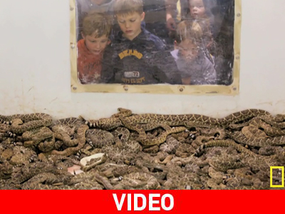 Η γιορτή του κροταλία