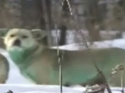 Τοξικά απόβλητα αλλάζουν το χρώμα άγριων σκύλων στη Ρωσία