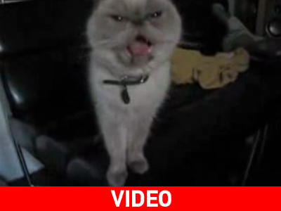 Η γάτα που δεν… νιαουρίζει Η γάτα που δεν… νιαουρίζει