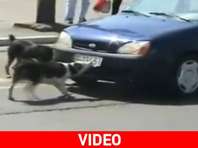 Μην τα βάζετε με τις… τετράποδες συμμορίες των δρόμων