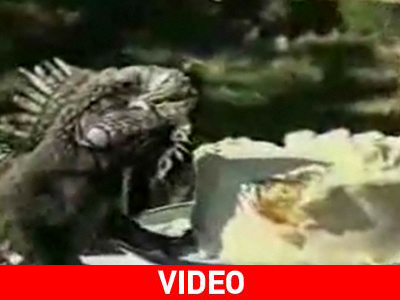 Σαύρα με κρίση… υπογλυκαιμίας