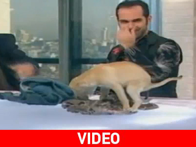 Το κουτάβι «τα έκανε» σε ζωντανή μετάδοση